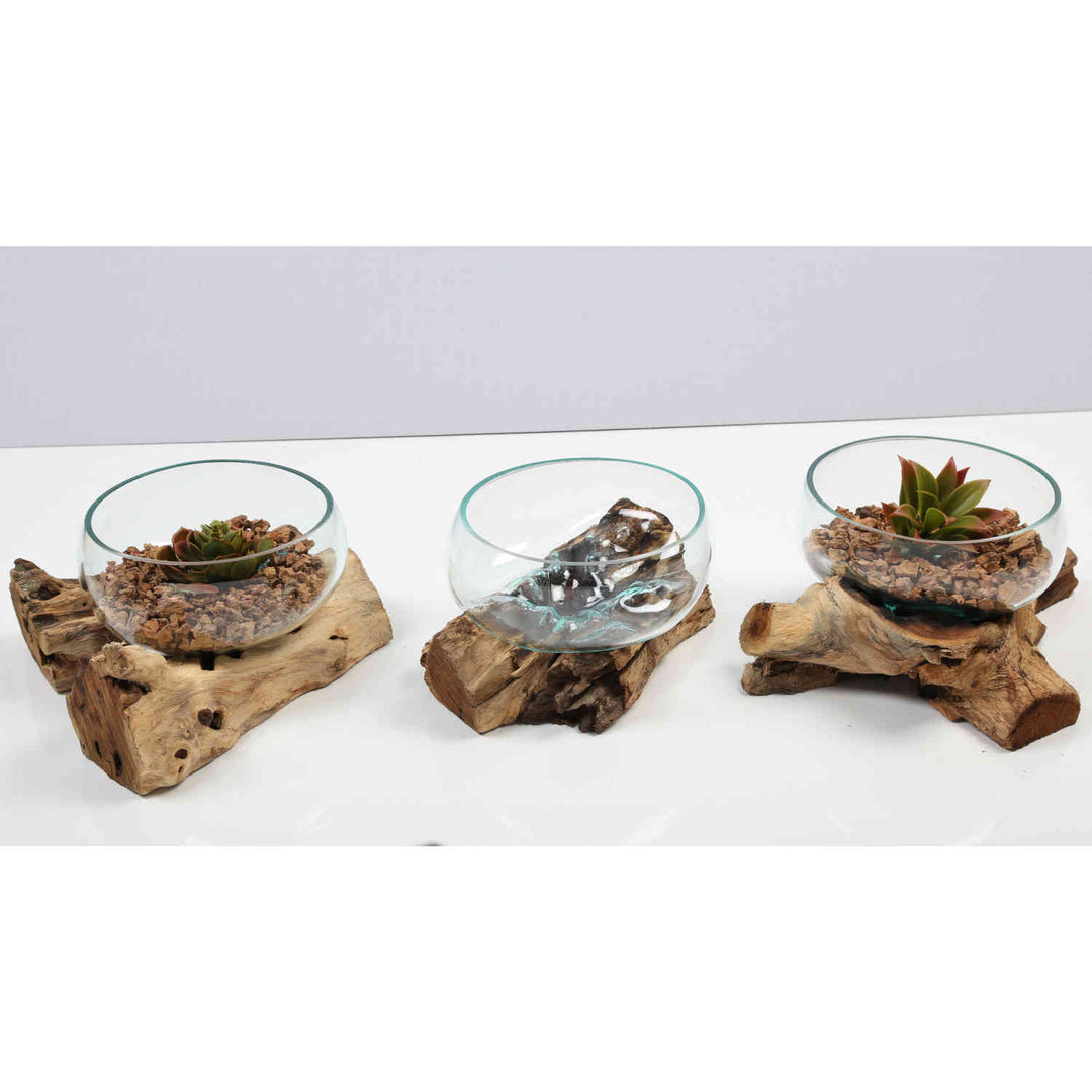 Bol en verre 20 cm sur bois de racine