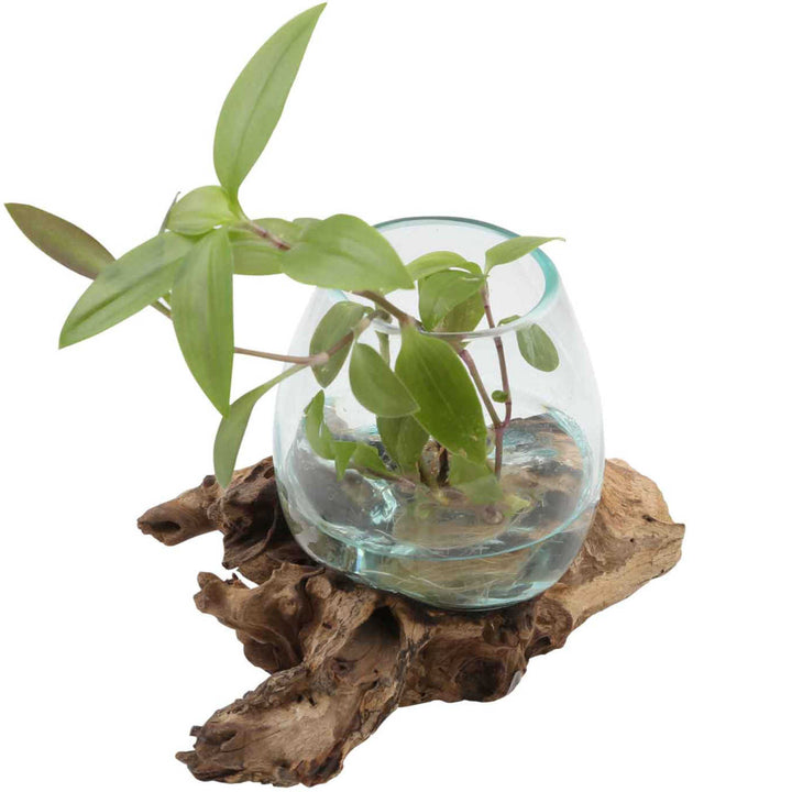 Vase en verre sur bois de racine A12