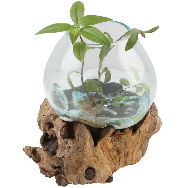 Vase en verre sur bois de racine A20
