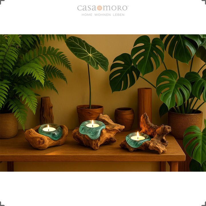 Three tea light holders made of glass and burl wood on a wooden shelf, their soft light harmonizes with the lush green plants in the room.
